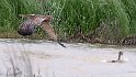 Marsh Harrier try to catch small ducks and mother defending them (2)